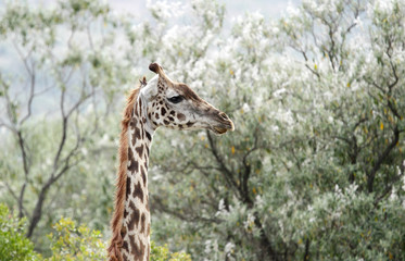 Closeup of Giraffe