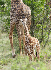 A beautiful calf and mother Giraffe