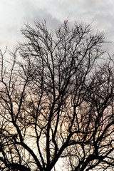 Obraz na płótnie Canvas bare branches of a tree at sunset