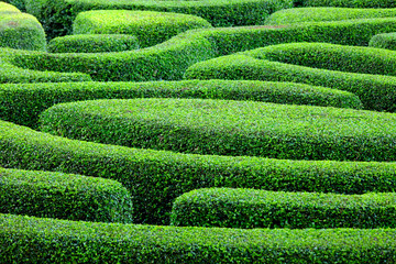 Labyrinth garden
