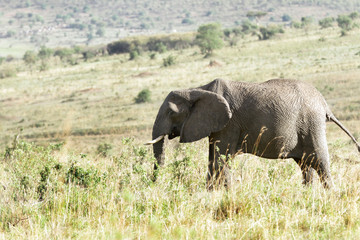 A huge African elephant grazing in Savanna grassland