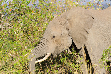 A portrait of beautiful African elephant