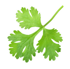 Fresh coriander leaf isolated on white background