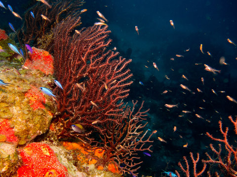 Fototapeta details from reefs in the caribbean sea.