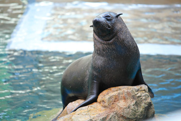 Fototapeta premium Sea lion on stone