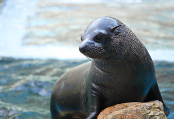 Fototapeta premium Sea lion on rock