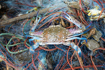 Fresh crabs in nets