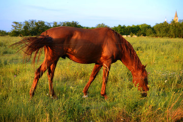 Chestnut horses graze on the meadow