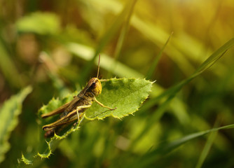 Macro photo of a grasshopper in summer