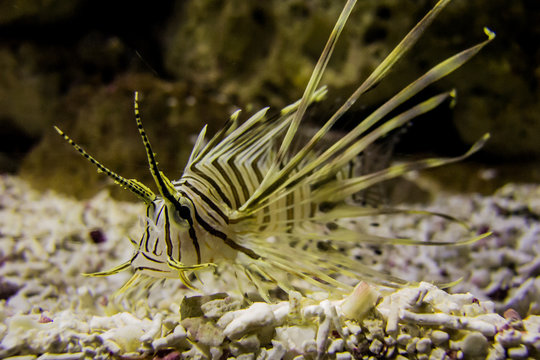 lionfish