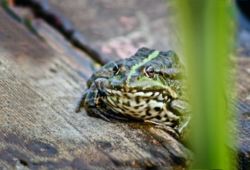 A hot summer day a frog   on the lake.