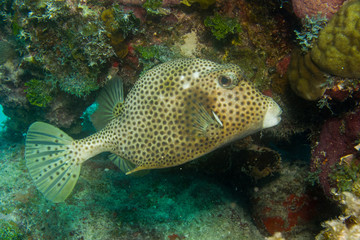 caribbean reef fish