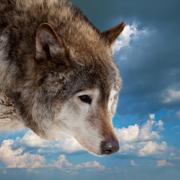 Head of wolf  against  sky