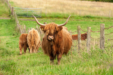Scotland Angus cattle - 61385759
