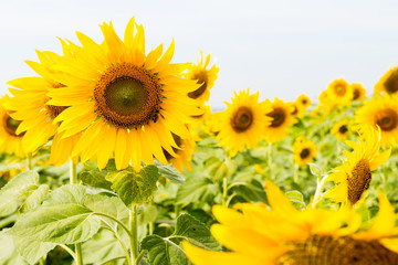 Sunflower field