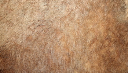 real lion textured pelt