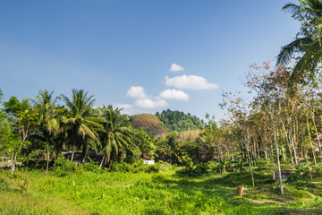 Fototapeta na wymiar landscape of a field in the village