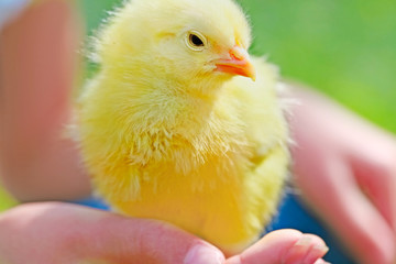 Baby chick in child's hand
