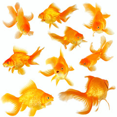 Collage of nine fantail goldfish on white