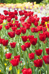 Obraz premium Nnice red tulips