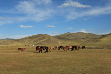 Pferde in der mongolischen Steppe