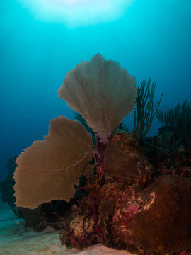 images from caribbean coral reef