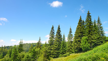 Beautiful pine trees in mountains