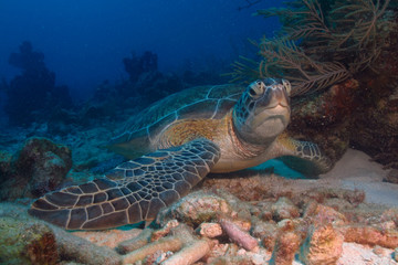 Caribbean turtle