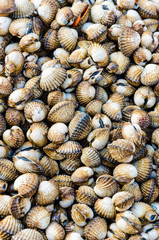 scallop background texture