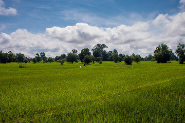 Fototapeta premium Rice field, Don Det island, Laos