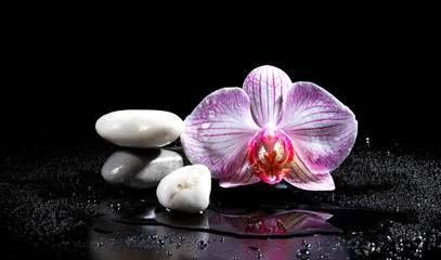 Orchid flower with zen stones on black background