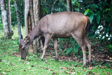 Naklejka na ściany i meble Deer at Khao Yai National Park, Thailand