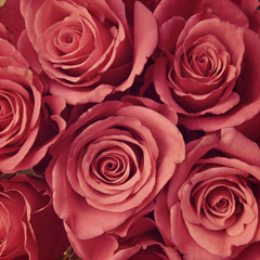 Fototapeta premium Pink roses