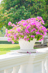 Bougainvillea flower in vase