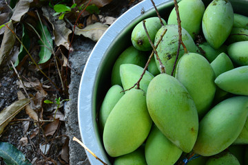 green mangoes in stell basin