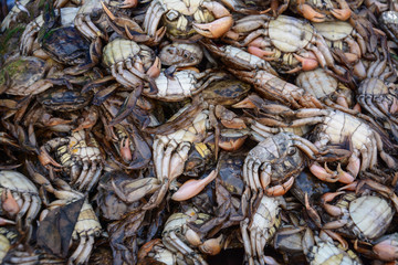 Fototapeta na wymiar Salted crab , crab in mangrove forest at Thailand