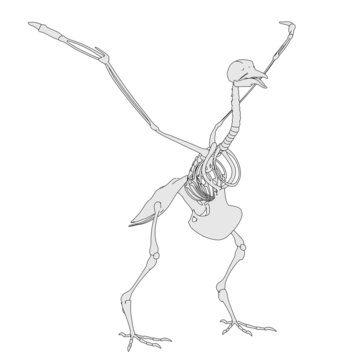 cartoon image of bird skeleton