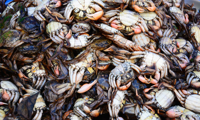 Salted crab , crab in mangrove forest