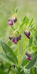 Echter Beinwell / True Comfrey