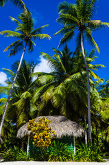 Green cottage with a thatched roof exotic beach in Dominicana - obrazy, fototapety, plakaty