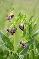 Echter Beinwell / True Comfrey