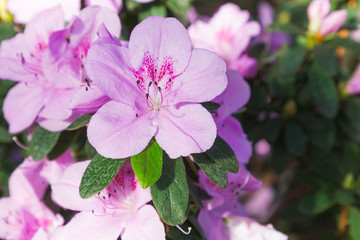 Azalea blooming pink flowers