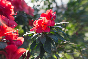 Fototapeta na wymiar Azalia kwitnienie wiosenne kwiaty czerwone
