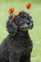 Pudel mit Halloween-Schmuck