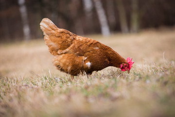 hen
