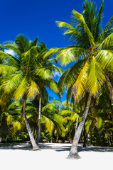High royal palms on sandy Caribbean beach in Dominicana - obrazy, fototapety, plakaty