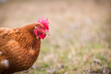 hen