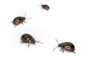 Bugs