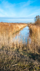 Golden reeds along a small stream