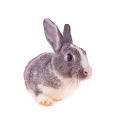 Easter baby rabbit on white background 